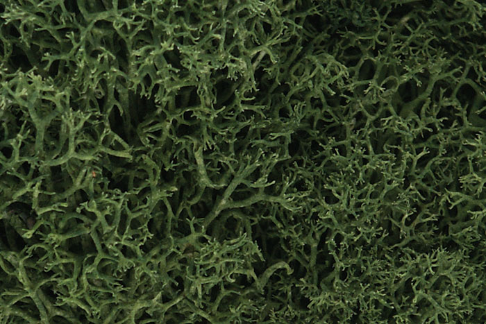 Lichen Medium Green