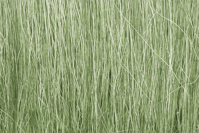 Field Grass Light Green