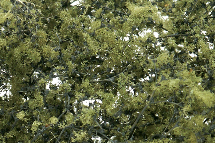 Fine Leaf Foliage Olive Green
