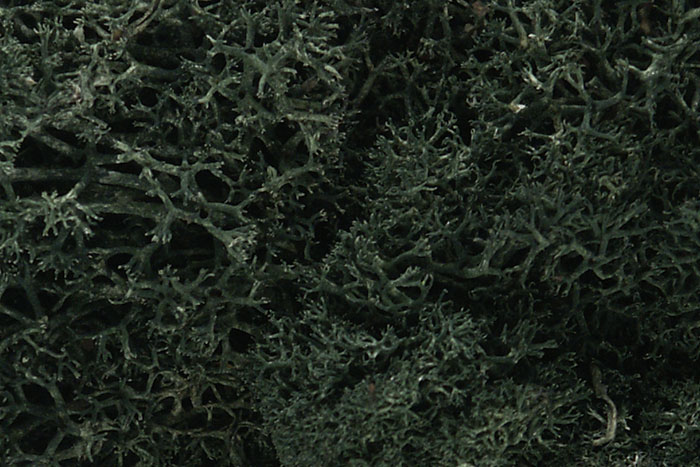 Lichen Dark Green
