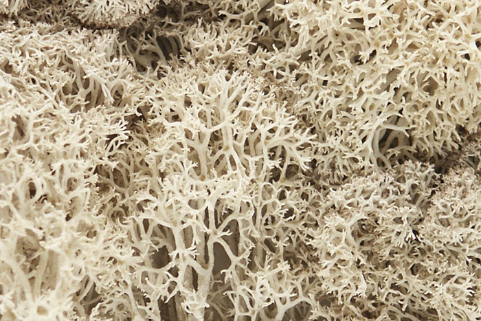 Lichen Natural