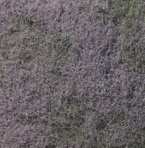 Flowering Foliage Purple