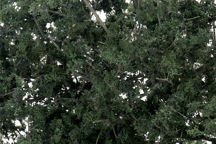 Fine Leaf Foliage Dark Green