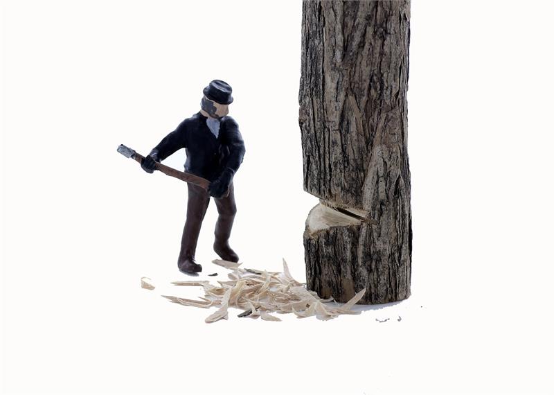 Logging Feller #1 cutting down a tree