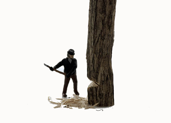 Logging Feller #1 cutting down a tree