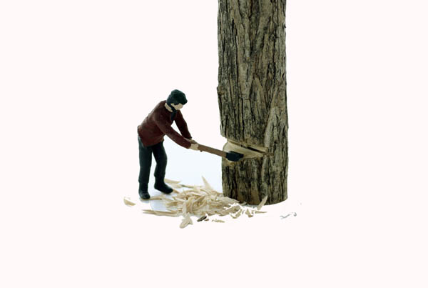 Logging Feller #2 cutting down a tree