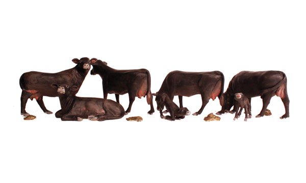 Black Angus Cows