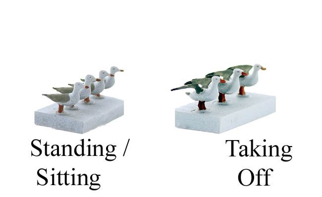 Seagulls Taking Off & Sitting variety pack finished