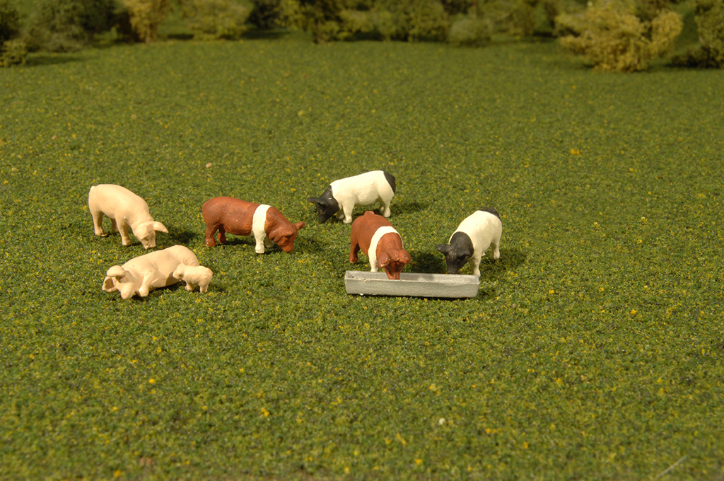O figures: Pigs