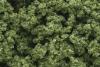 Clump Foliage Light Green