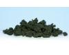 Clump Foliage Dark Green