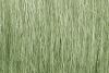 Field Grass Light Green