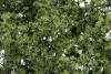 Fine Leaf Foliage Light Green