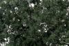 Fine Leaf Foliage Dark Green
