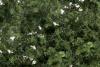 Fine Leaf Foliage Medium Green