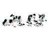 Holstein Cows