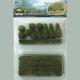 Boxwood Plants 1/2" to 1 1/2" tall 15-pack