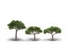 Canopy Trees 2" - 3.5" 3-pack