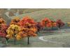 Fall Colors 2"-3" Ready-Made 23 Deciduous Trees