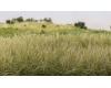 Static Grass 2 mm Light Green