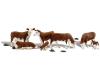 Hereford Cows