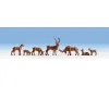 Wild Deer